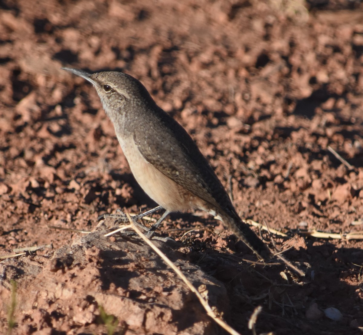 Rock Wren - ML610175897