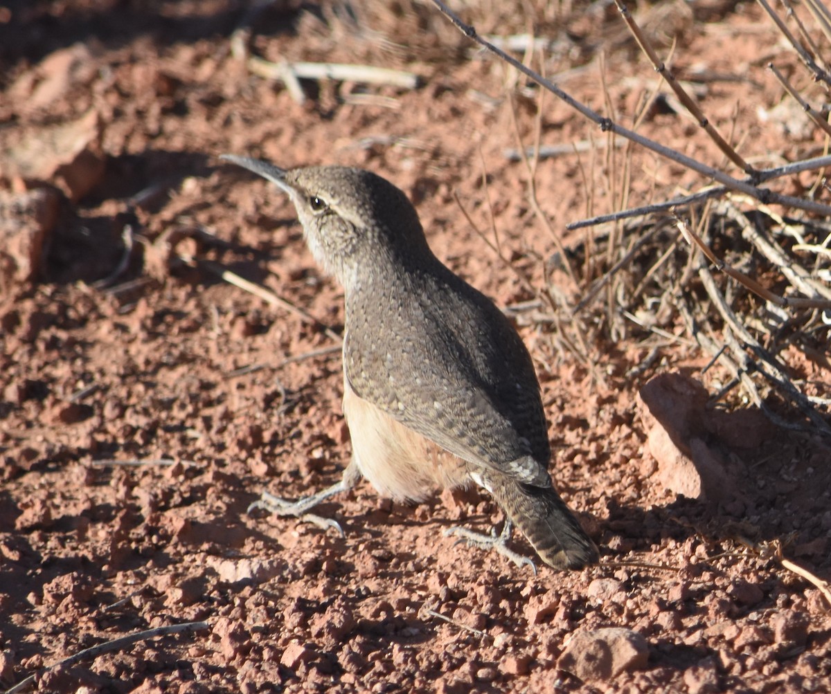 Rock Wren - ML610175898