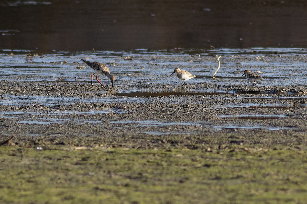 rødstilk - ML610175941