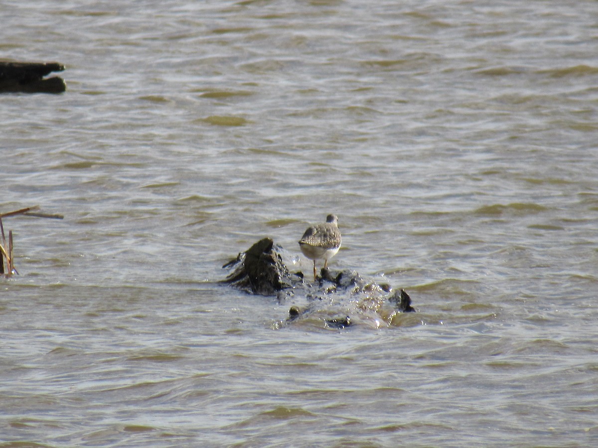 Lesser Yellowlegs - ML610175964