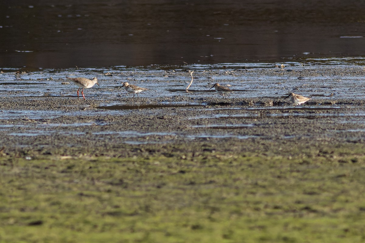 myrsnipe - ML610175988