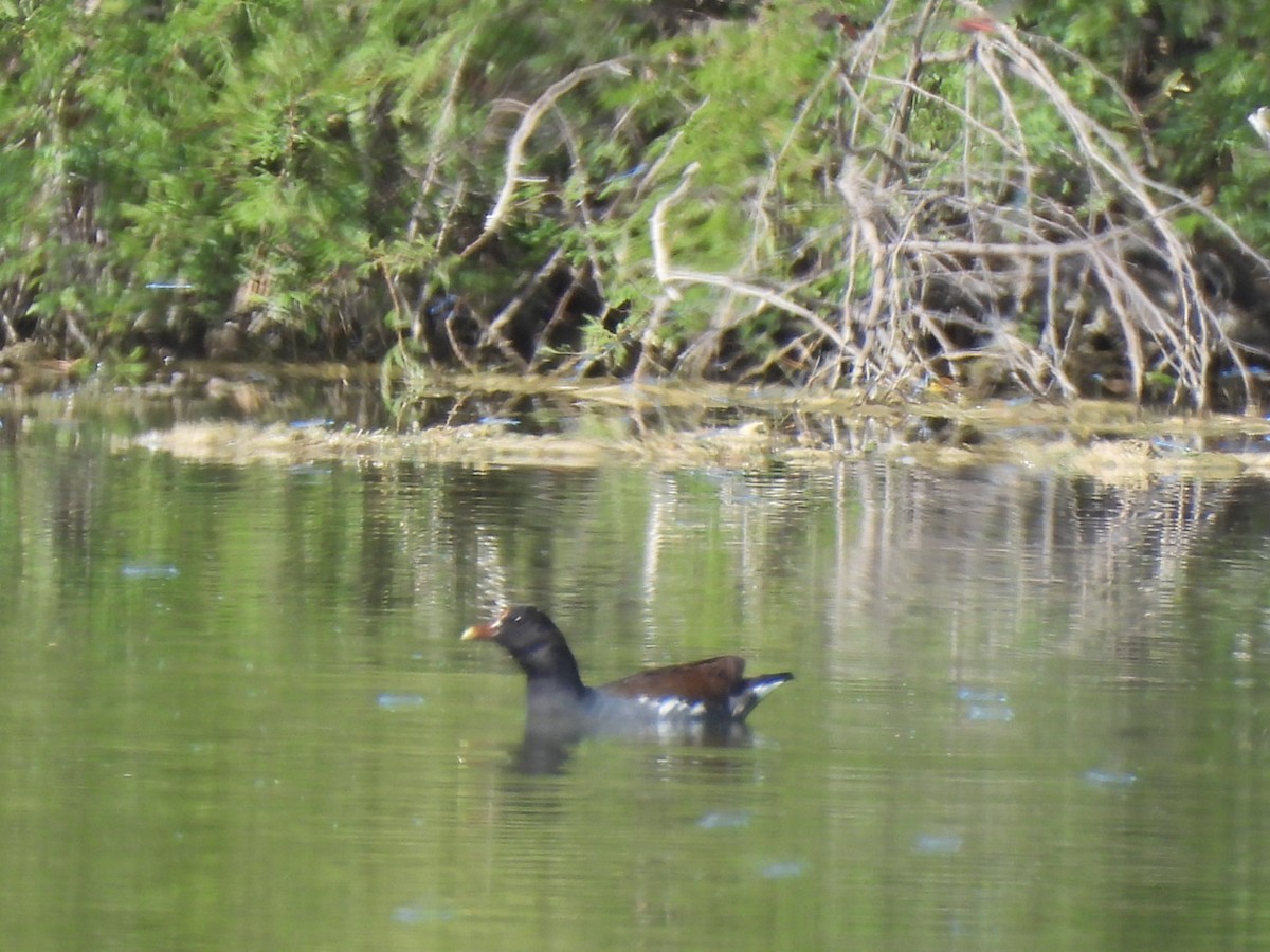 Common Gallinule - ML610176034