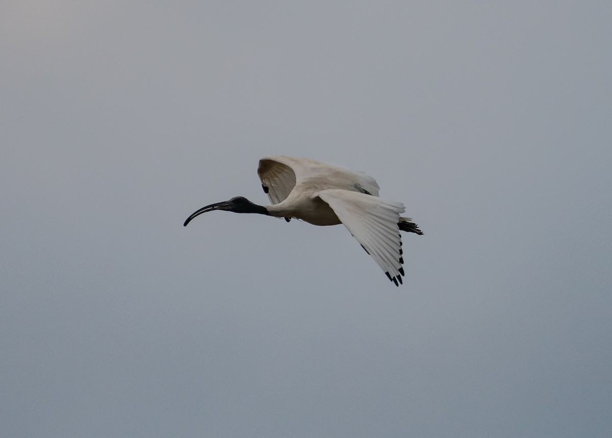 ibis australský - ML610176217