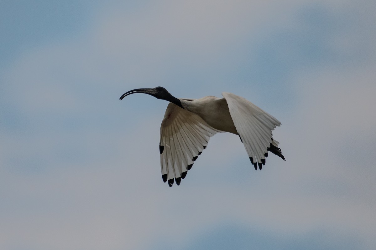 ibis australský - ML610176218