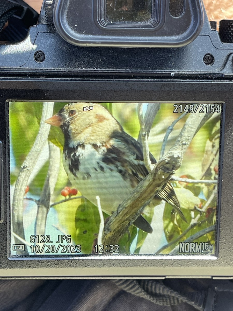 Harris's Sparrow - ML610176258