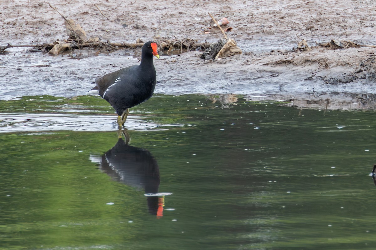 Common Gallinule - ML610176284