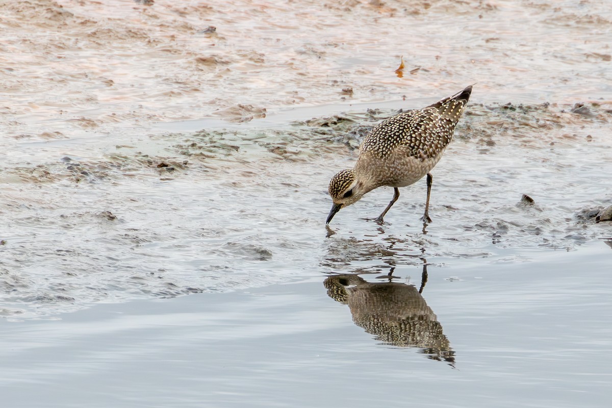 American Golden-Plover - ML610176291