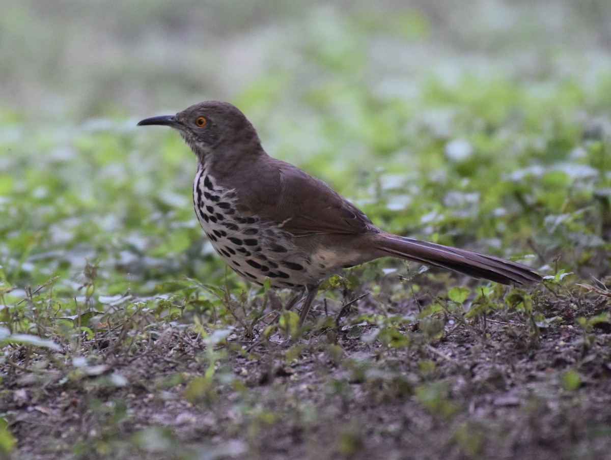 Long-billed Thrasher - ML610176327