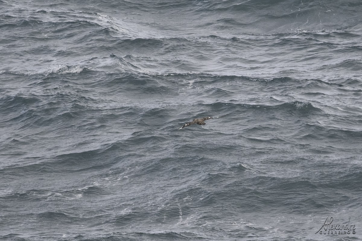 Great Skua - ML610176330