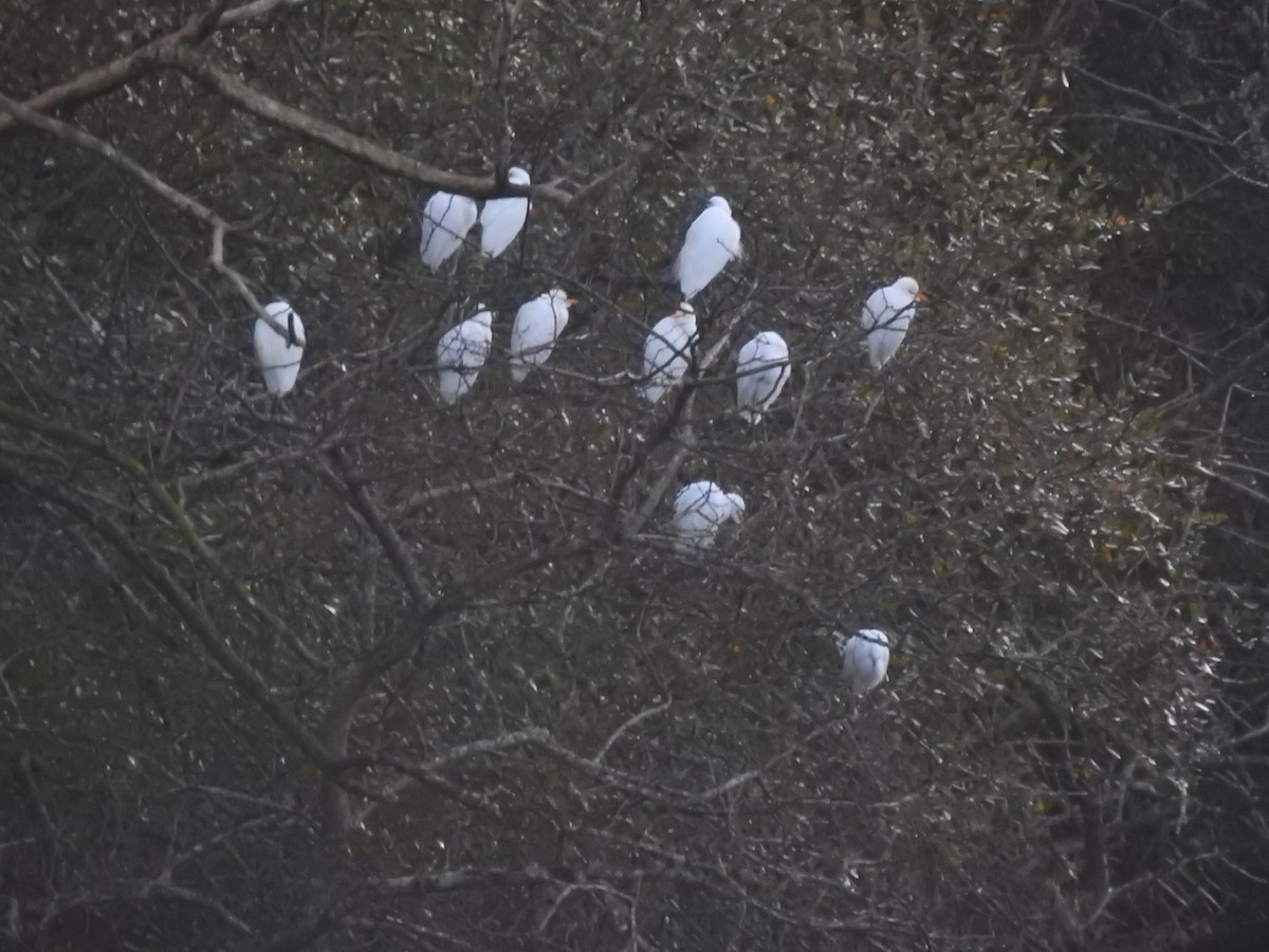 Western Cattle-Egret - ML610176358