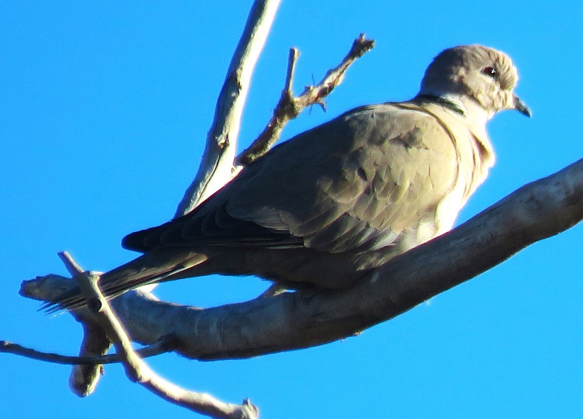 Eurasian Collared-Dove - ML610176388