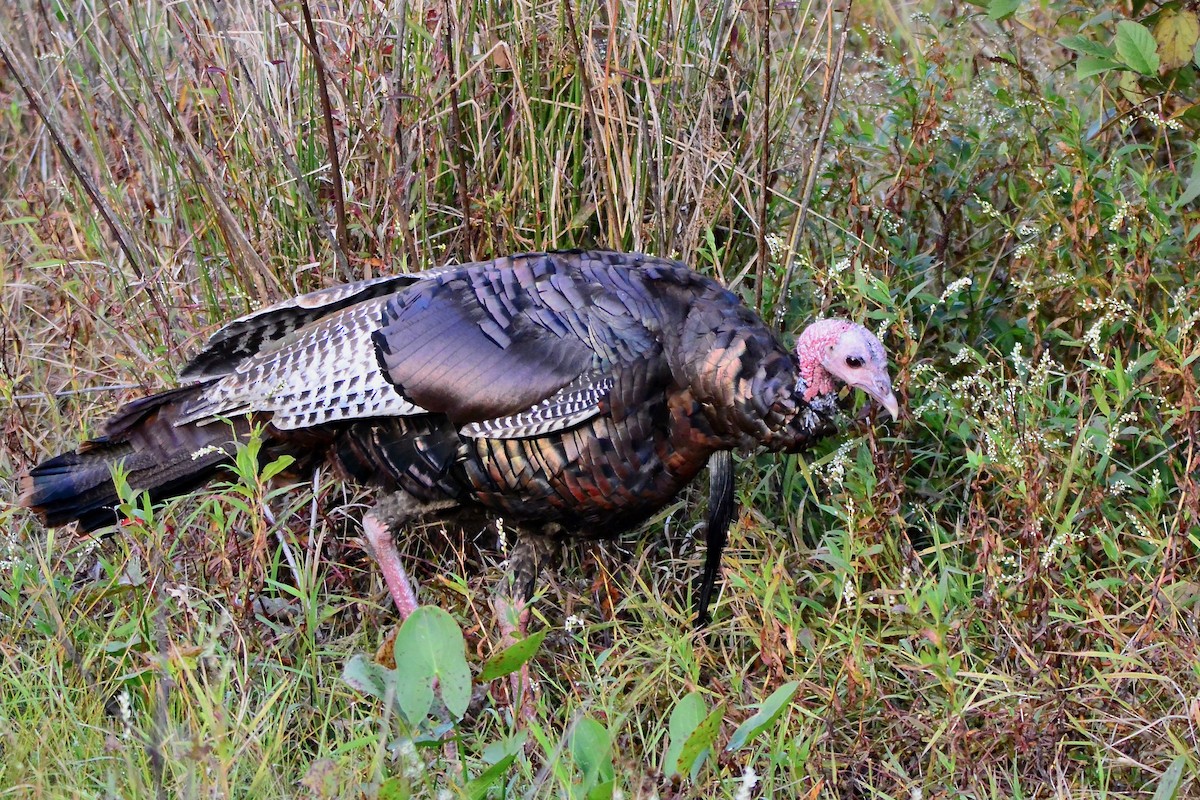 Wild Turkey - ML610176411