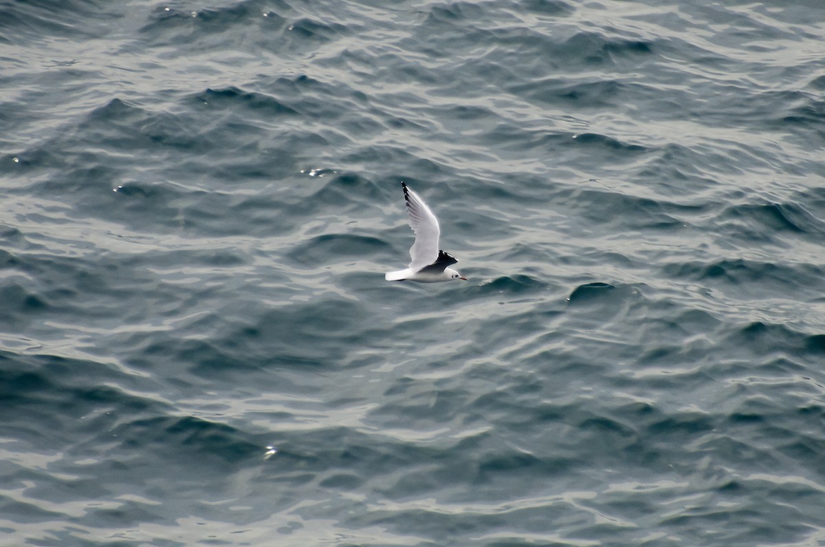 Black-headed Gull - ML610176415