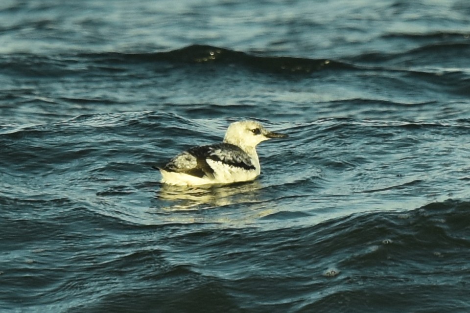 Black Guillemot - ML610176425