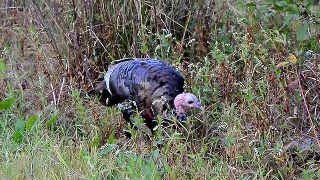 Wild Turkey - ML610176461