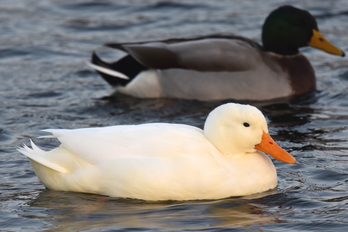 Mallard (Domestic type) - ML610176527