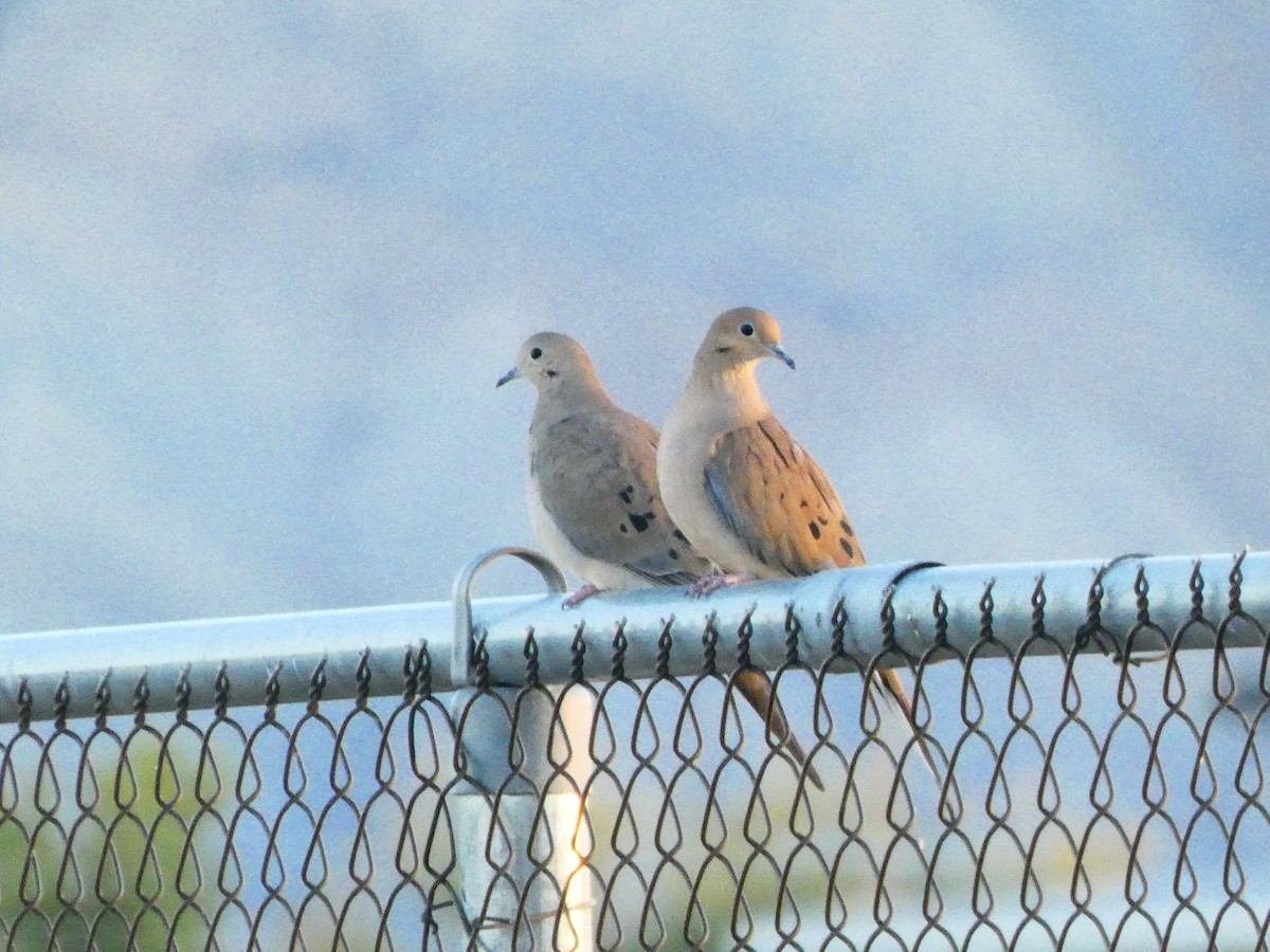 Mourning Dove - Eric Plage