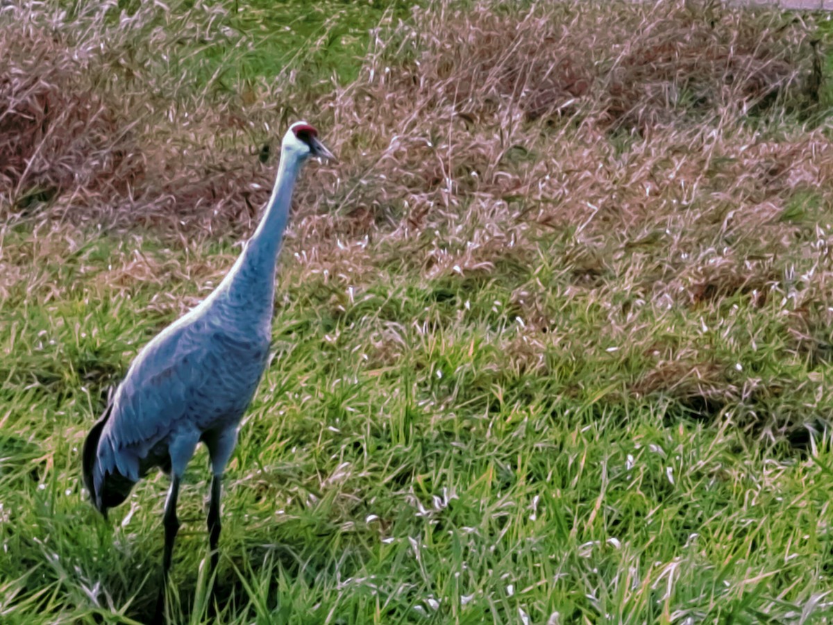 Sandhill Crane - ML610176543