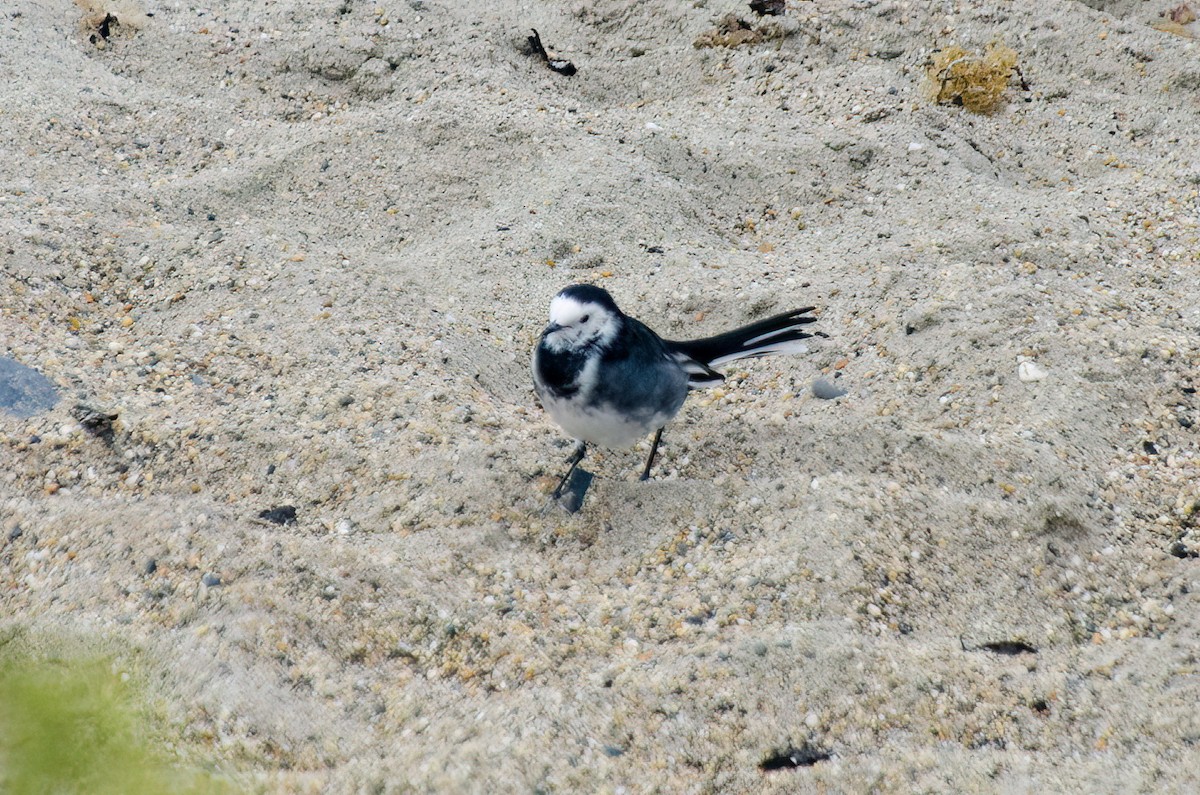 White Wagtail - ML610176558