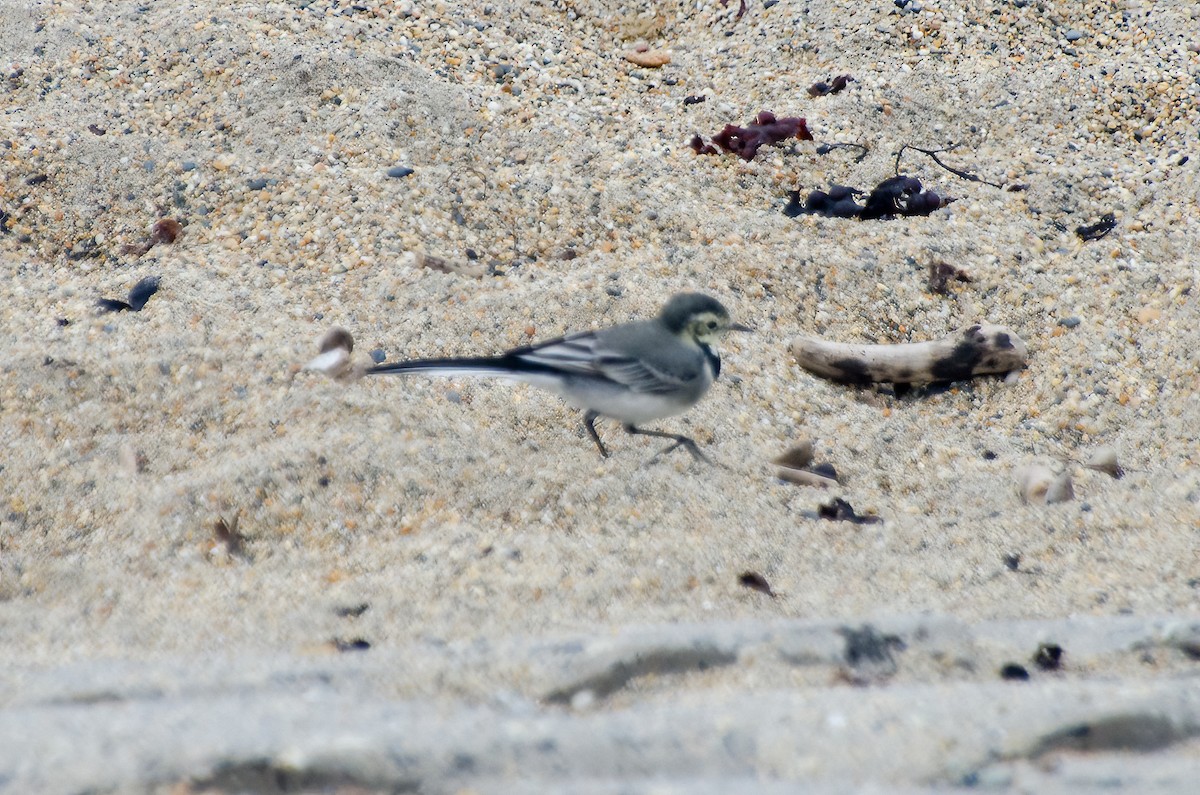 White Wagtail - ML610176576