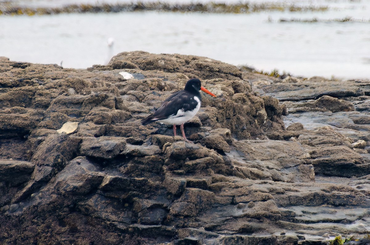 Eurasian Oystercatcher - ML610176582