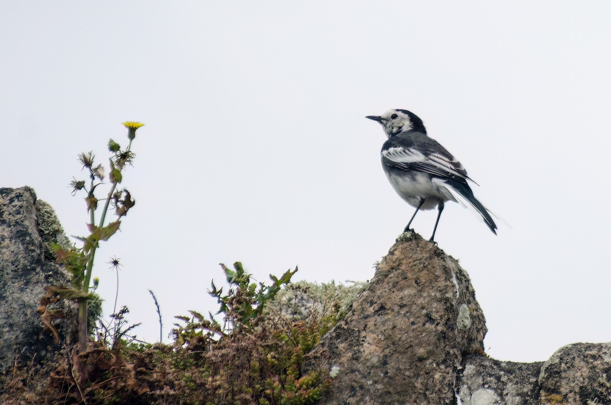 White Wagtail - ML610176589