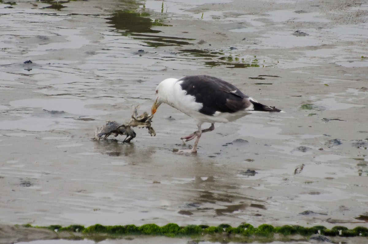 Great Black-backed Gull - ML610176592