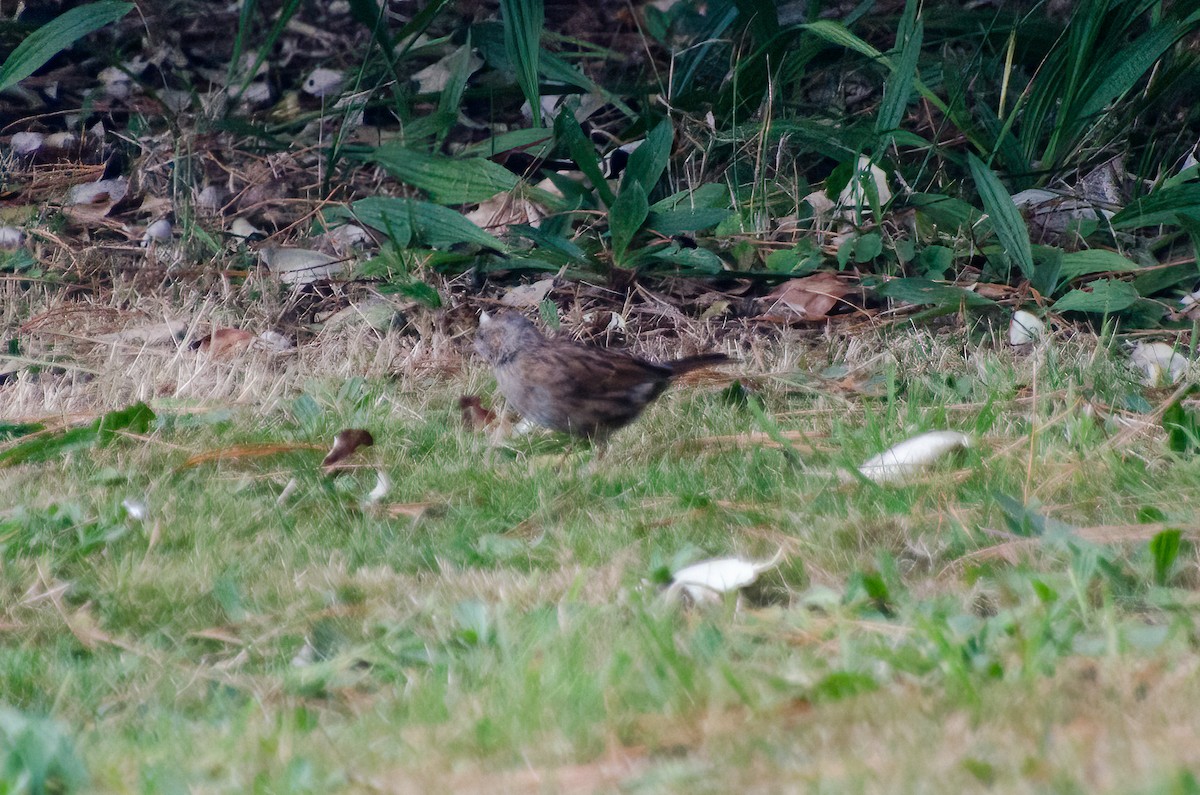 Dunnock - ML610176600