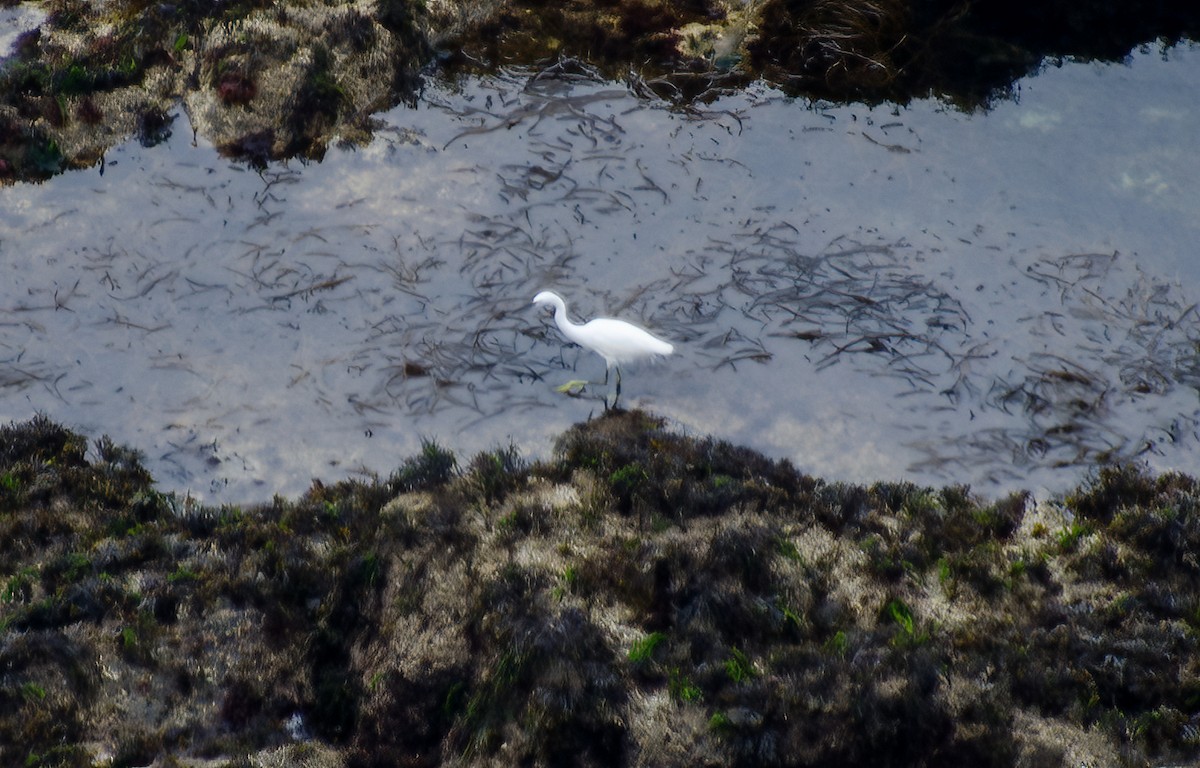 Little Egret - ML610176601