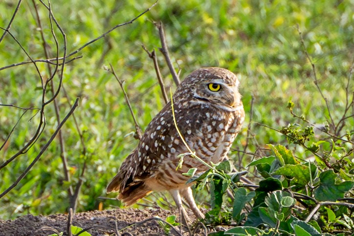 Burrowing Owl - Deb Ellinger