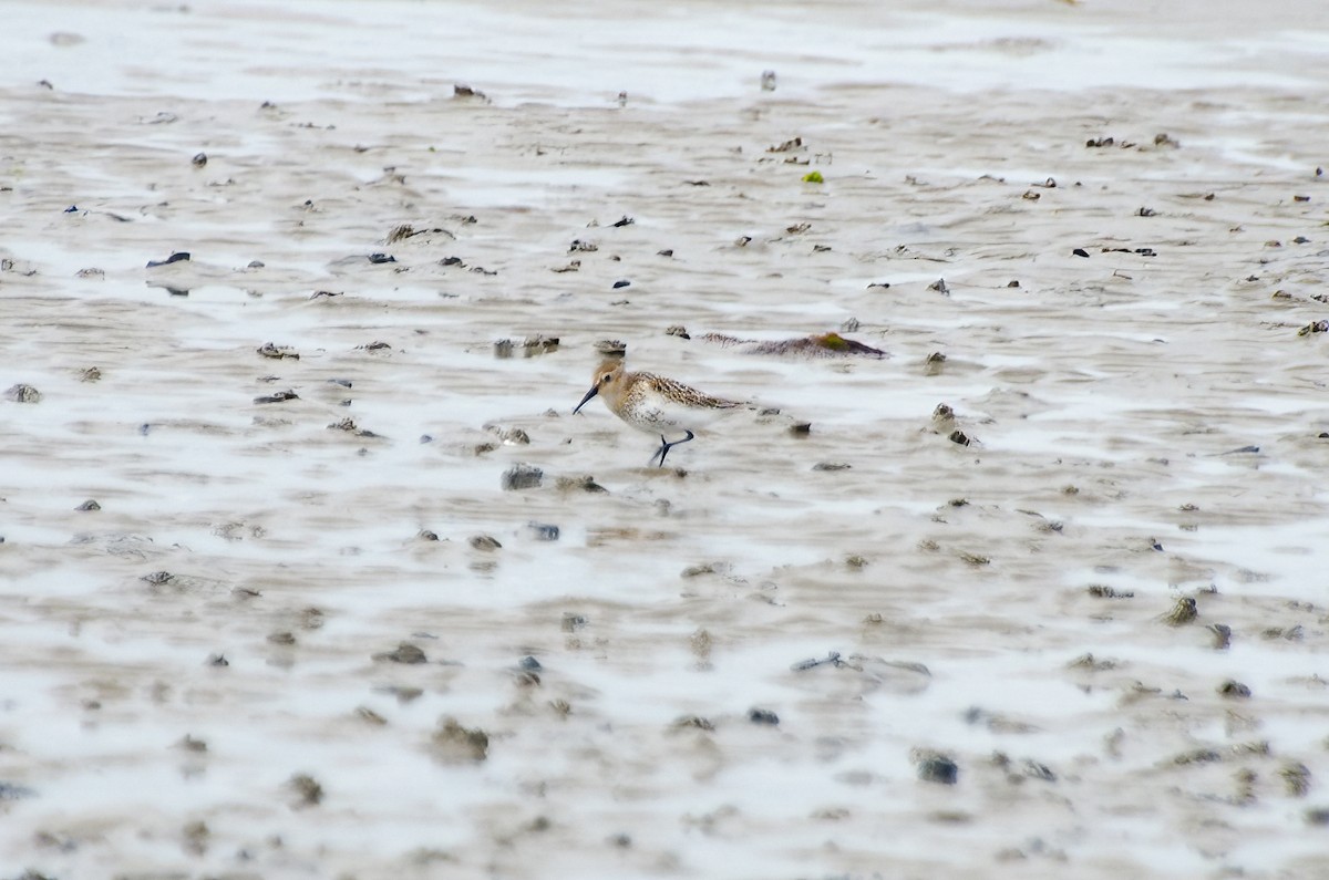 Dunlin - ML610176645