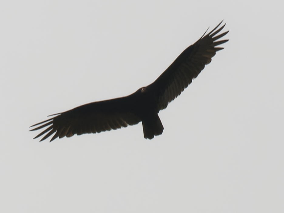 Turkey Vulture - ML610176683