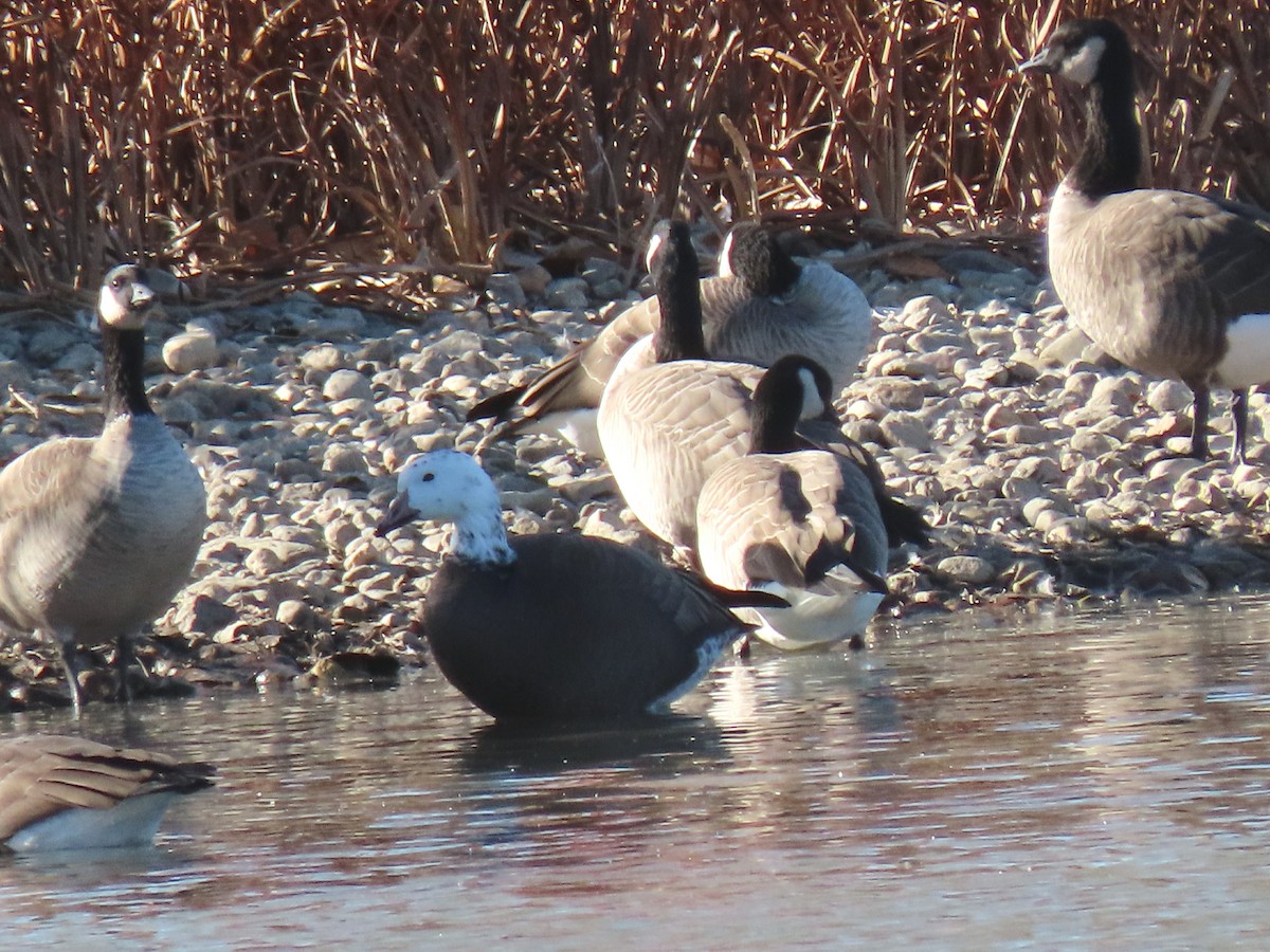 Snow Goose - ML610176819