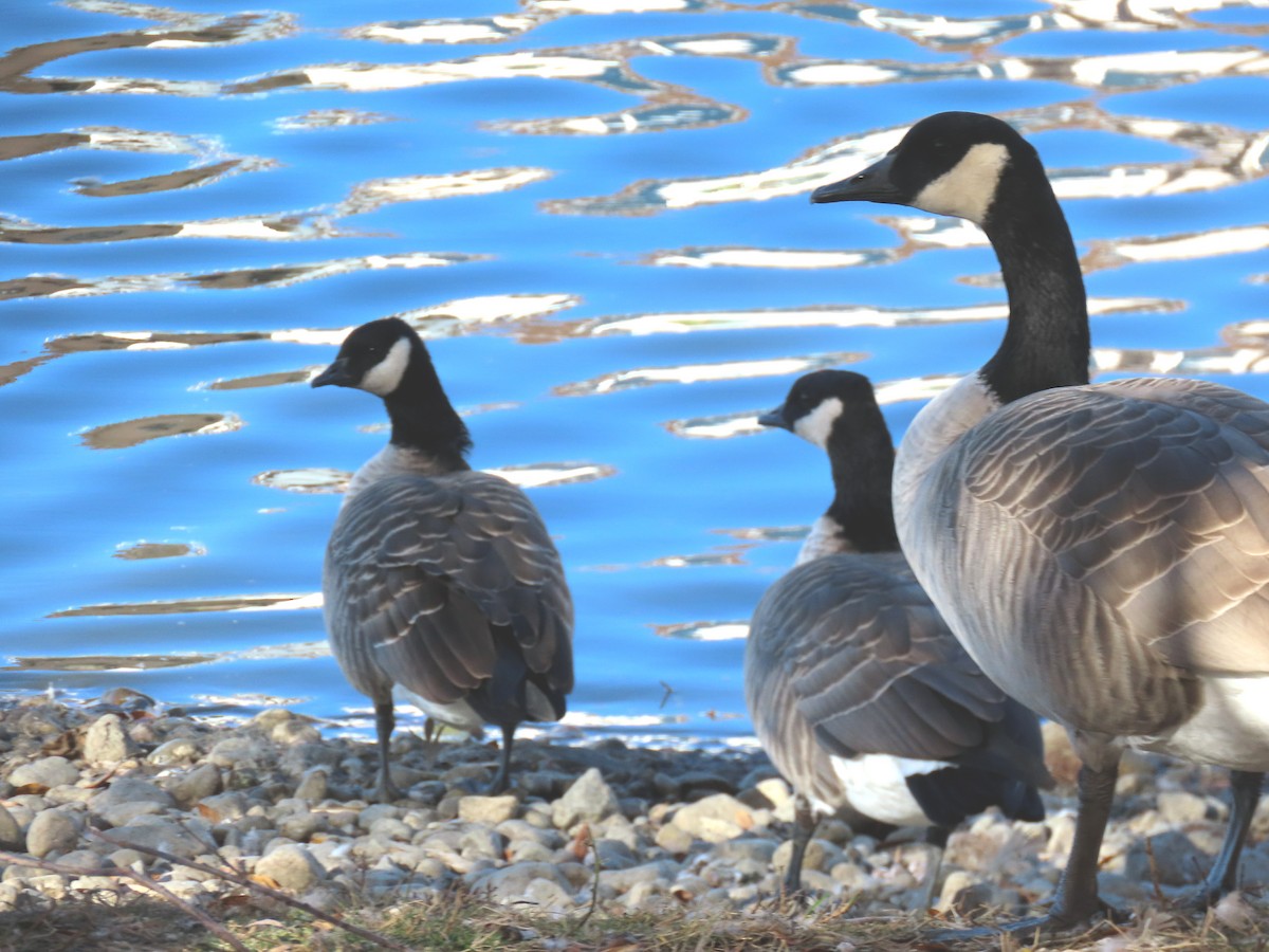 Cackling Goose - ML610176821