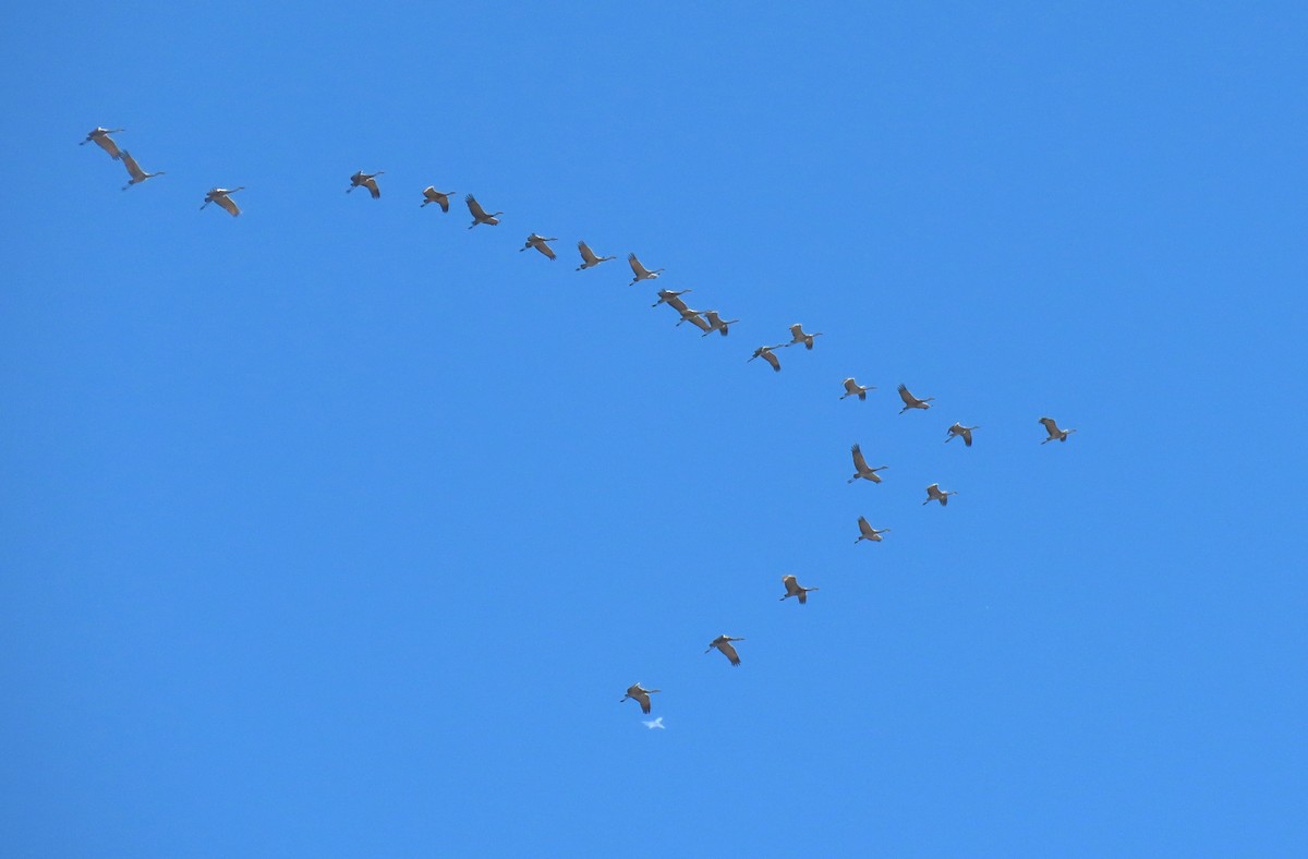 Sandhill Crane - ML610176833