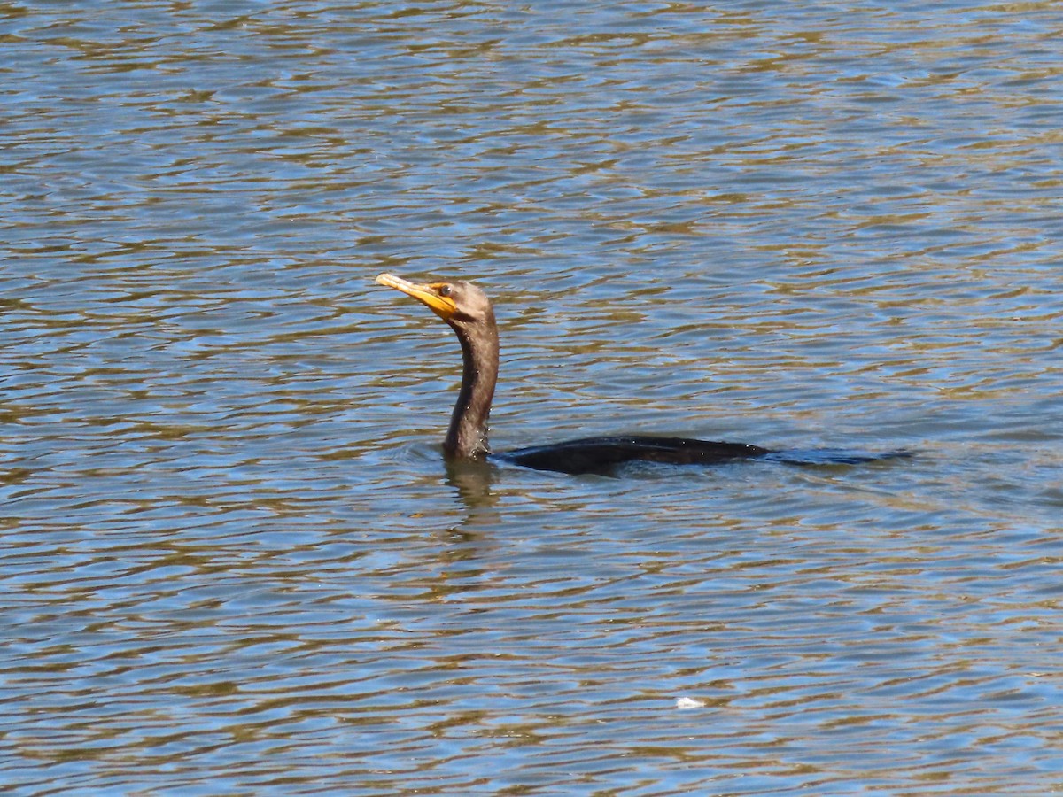 Double-crested Cormorant - ML610176844