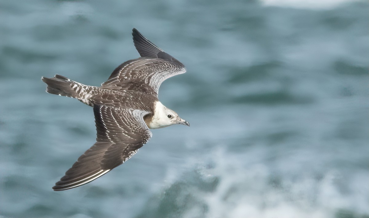 Long-tailed Jaeger - ML610176914