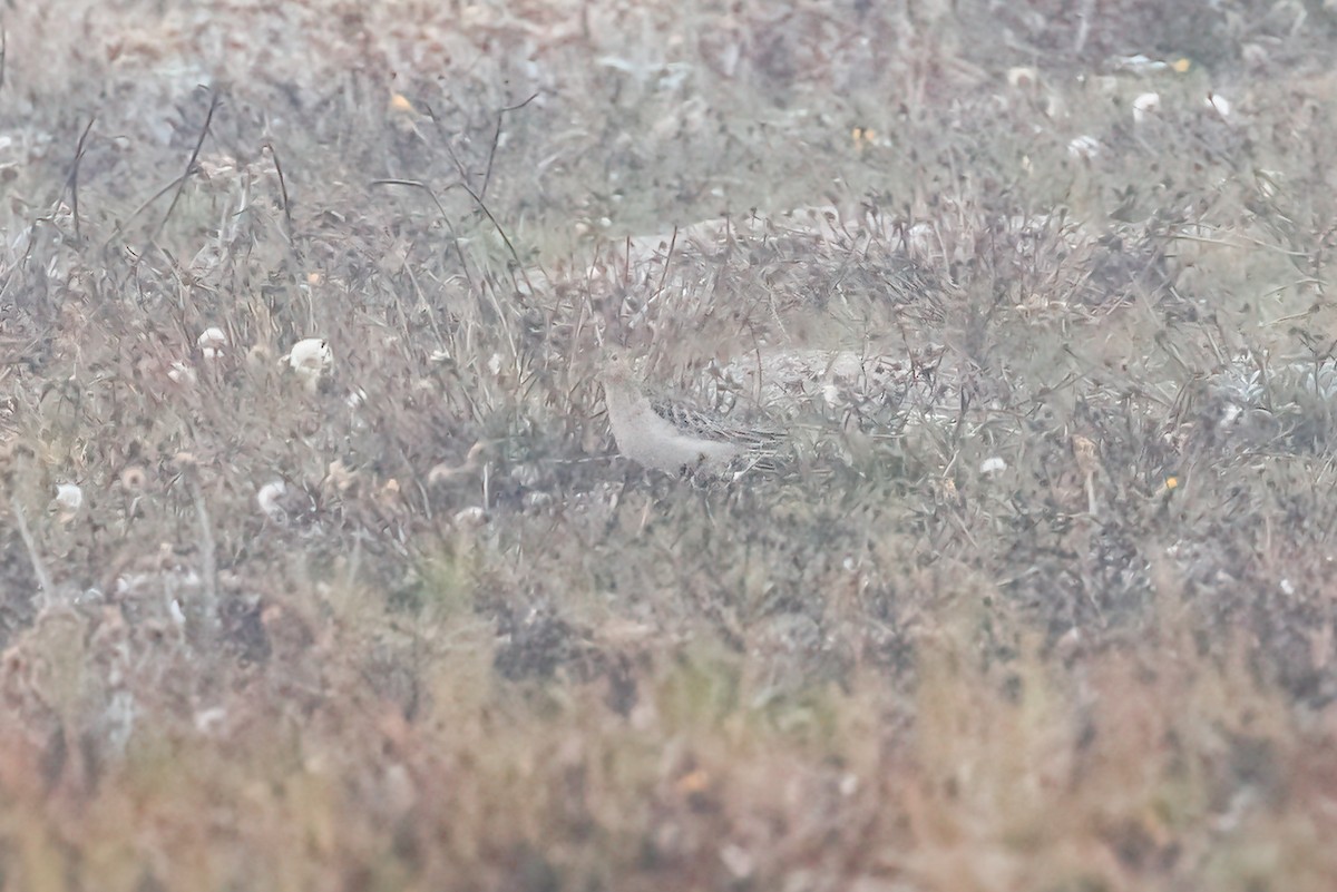 Buff-breasted Sandpiper - ML610176921