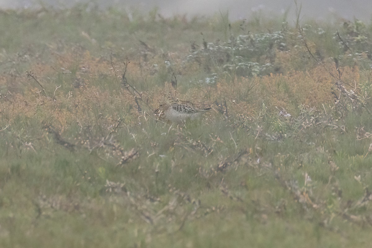 Buff-breasted Sandpiper - ML610176922