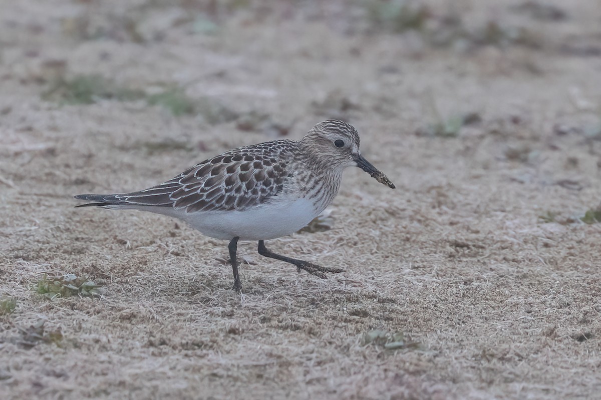 Baird's Sandpiper - ML610176927