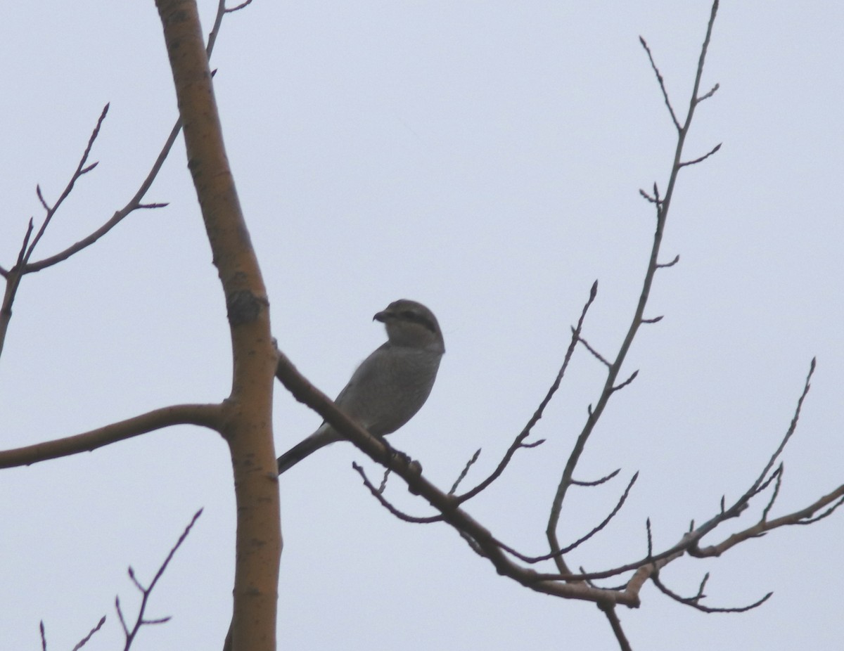 Northern Shrike - ML610177081