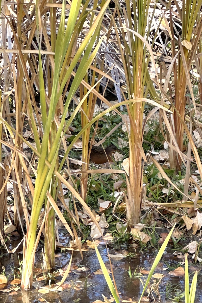 Virginia Rail - ML610177248