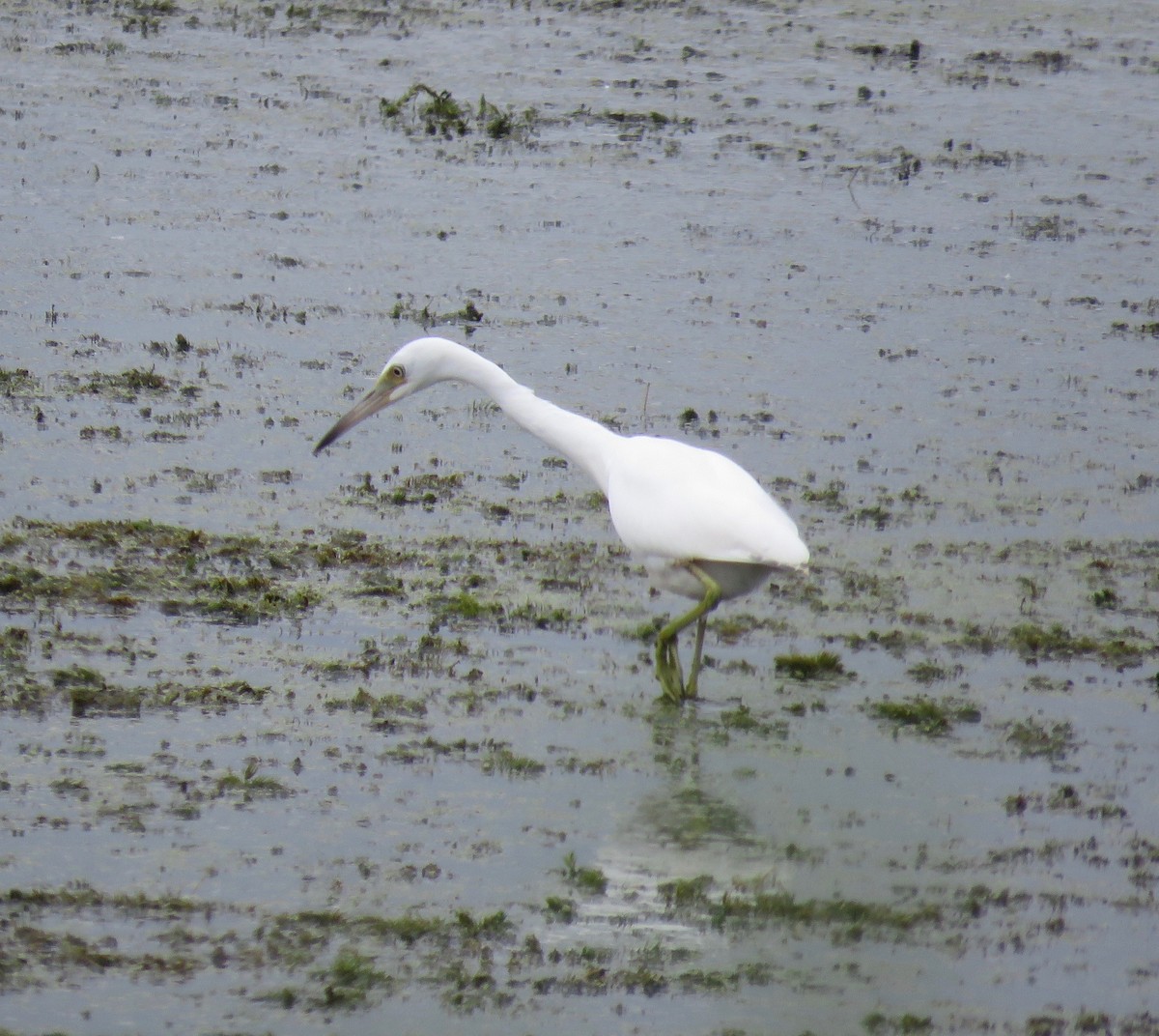 Little Blue Heron - ML610177307