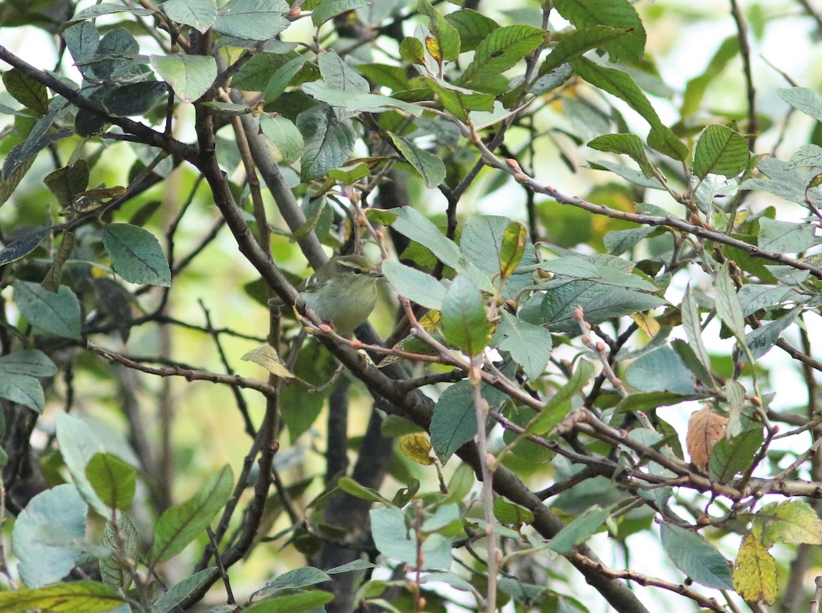 Yellow-browed Warbler - ML610177333