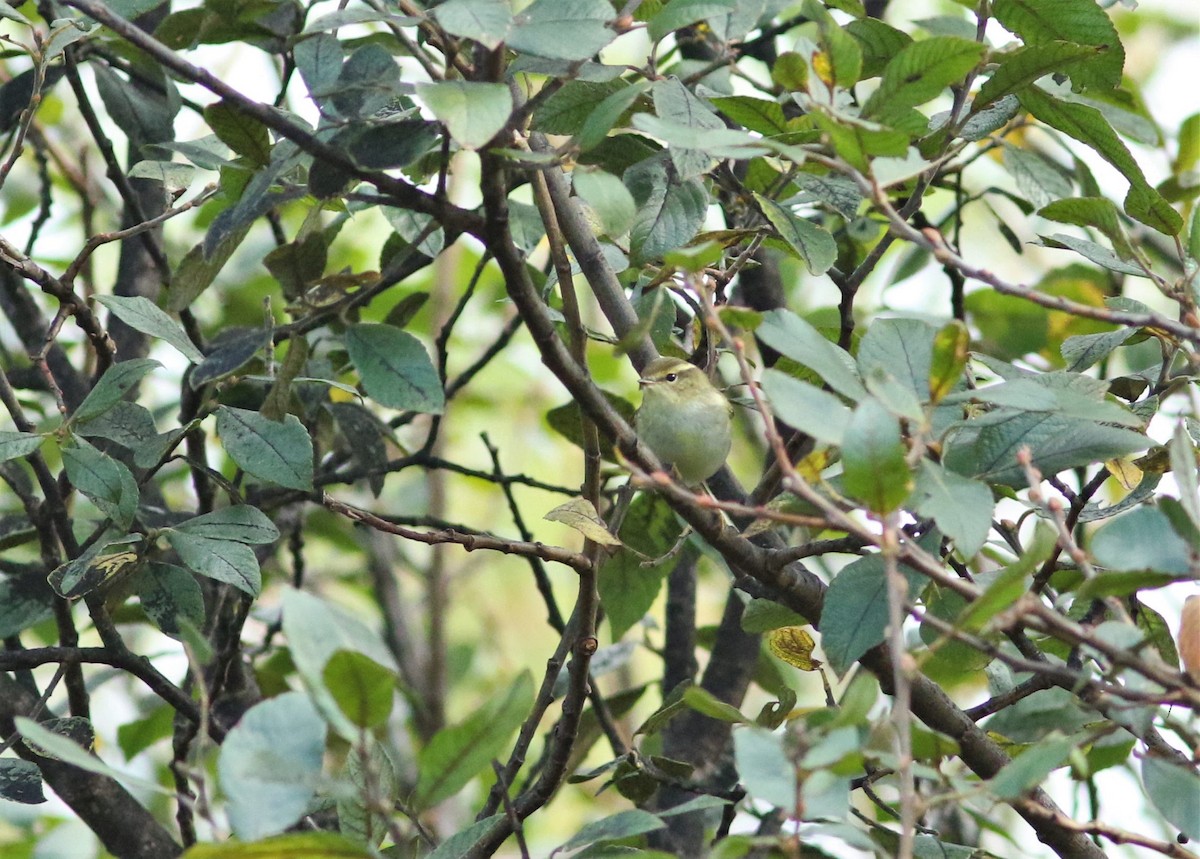 Yellow-browed Warbler - ML610177334