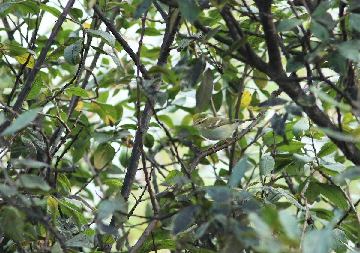 Yellow-browed Warbler - ML610177336
