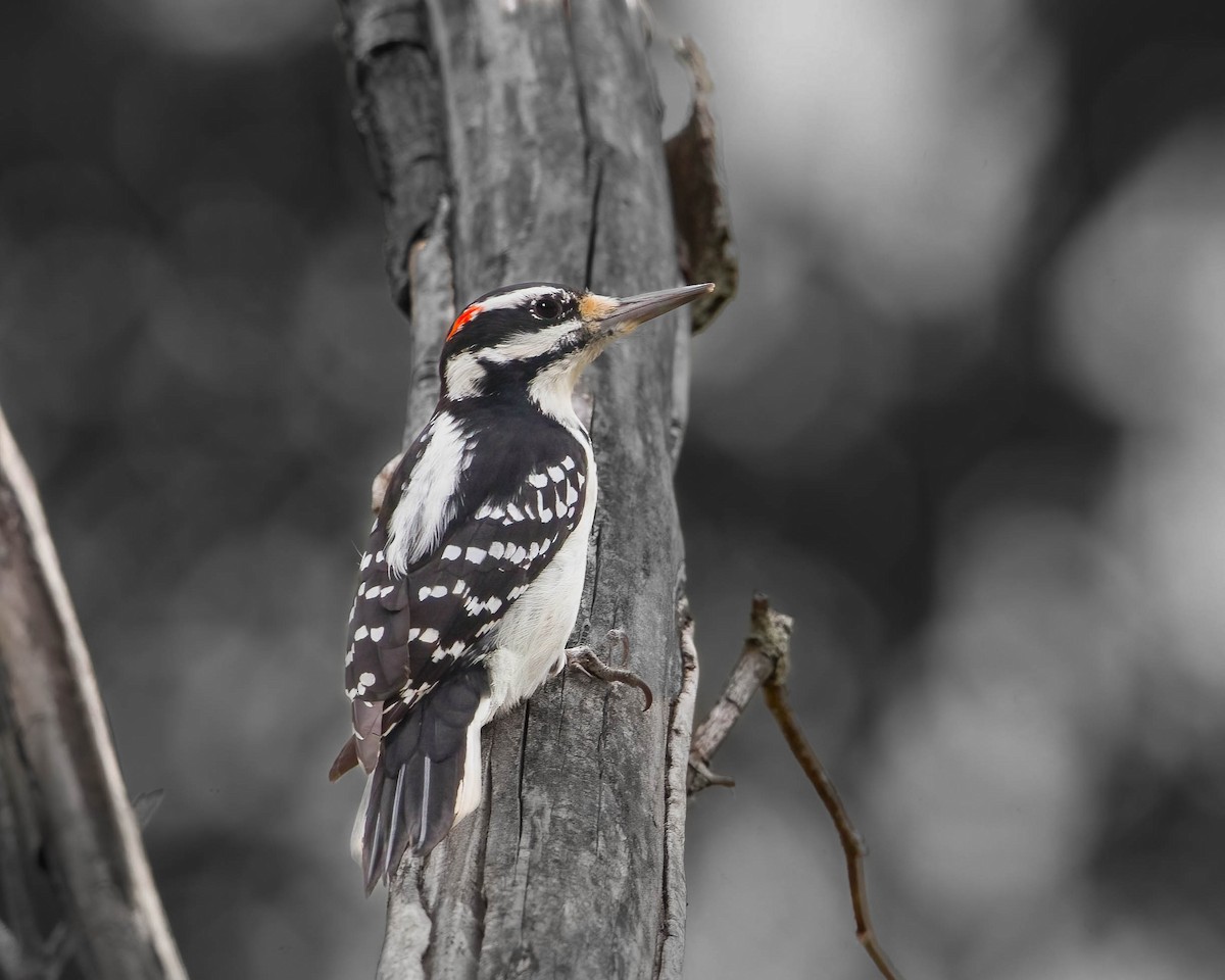 Hairy Woodpecker - ML610177430