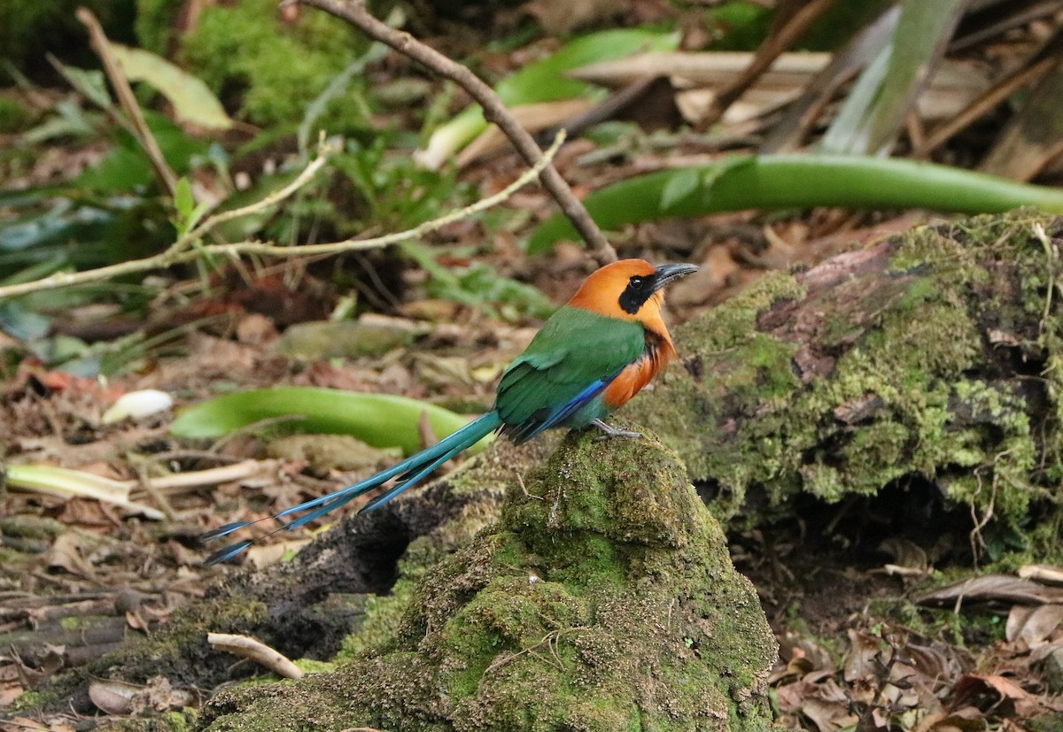 Rufous Motmot - Hannah Willis