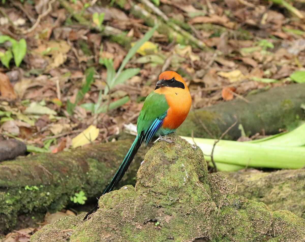 Rufous Motmot - Hannah Willis