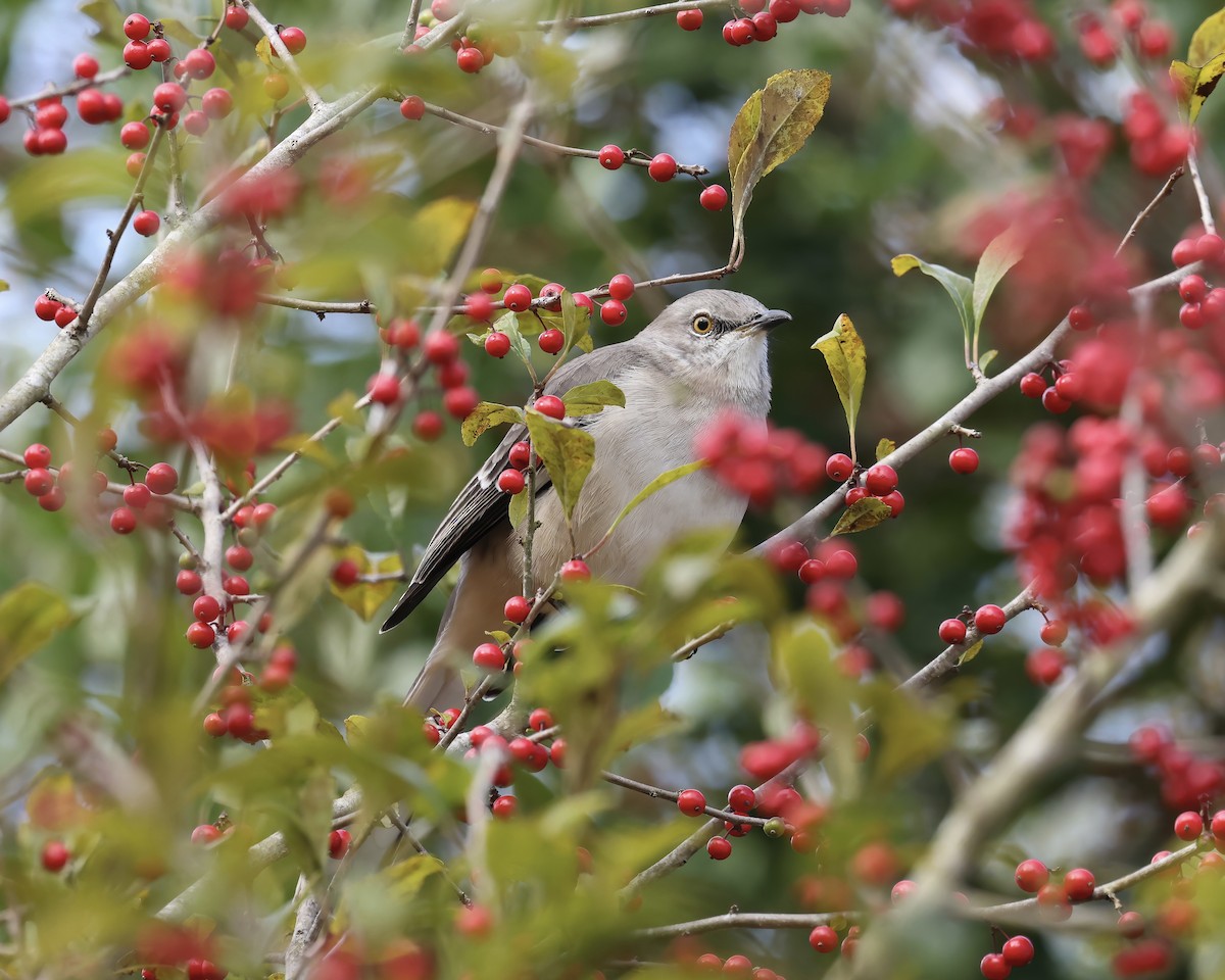 Northern Mockingbird - ML610177472